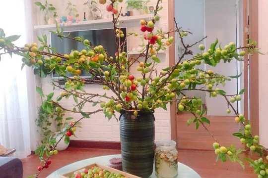 Cành quả cắm chơi lại hái ăn được đẹp mê hồn, chị em thích mê đua nhau đặt mua