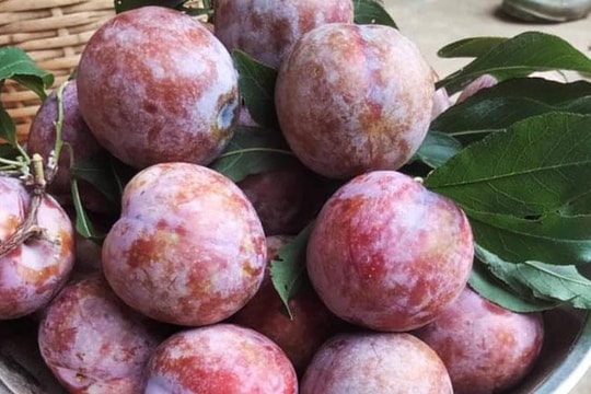 Giữa lúc trái cây rẻ như cho, mận hậu đắt 200 nghìn/kg vẫn ‘cháy hàng’