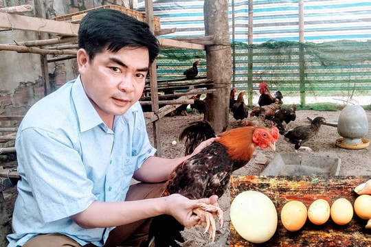 Kỳ lạ gà 9 cựa tiến vua đẻ ‘trứng vàng’, bán tiền triệu mỗi con