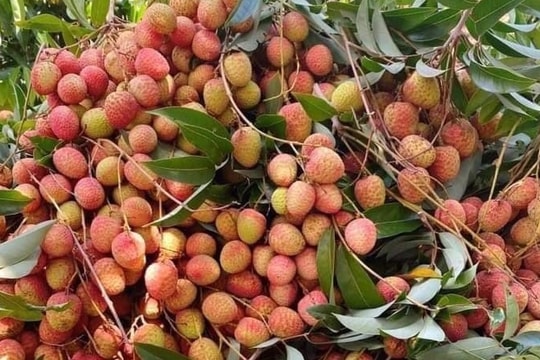 Vải đầu mùa xuất hiện, giá ‘chát’ nhưng vẫn cháy hàng