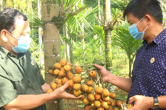 Trồng loại cây bán từ mo đến quả, thu tiền tỷ mỗi vụ