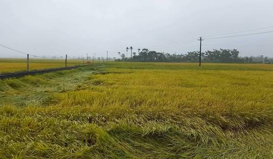 Nam thanh niên bị sét đánh tử vong khi đang đi thu hoạch lúa