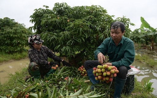 Vải thiều Hải Dương đầu vụ bán được 100.000 đồng/kg, người nông dân 'mừng rớt nước mắt'