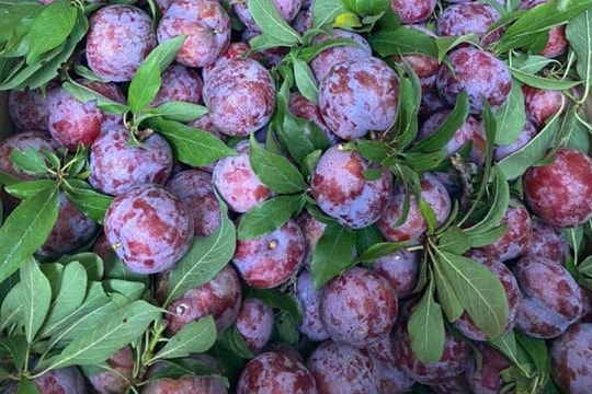 Trồng duy nhất trên 1 quả núi ở Sơn La, loại mận ‘cherry Việt Nam' siêu đắt khách