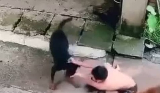 Tình huống pháp lý vụ bé gái 3 tuổi và cha bị hai con chó giữ tấn công