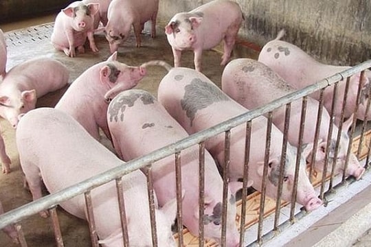 Giá heo hơi ngày 5/6: Giảm tại nhiều tỉnh thành