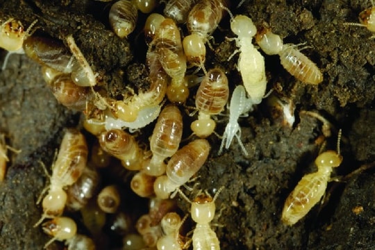 Săn lùng 'sung dược' mối chúa, chuyên gia cảnh báo dễ rước họa