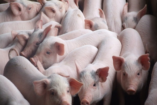 Giá heo hơi ngày 7/6 giao động từ 55.000 - 58.000 đồng/kg