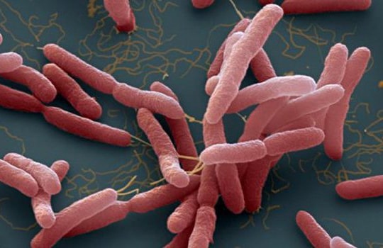 Sau vụ nữ sinh nhiễm 'vi khuẩn ăn thịt người', cảnh báo virus này khó điều trị, tử vong cao