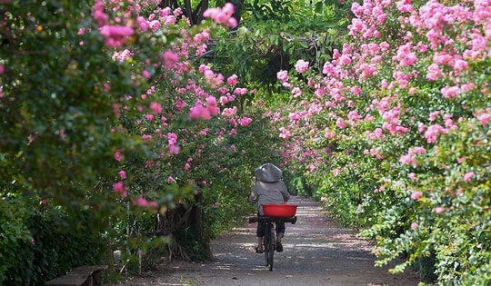 Ngắm con đường hoa tường vi đẹp như trong chuyện cổ tích