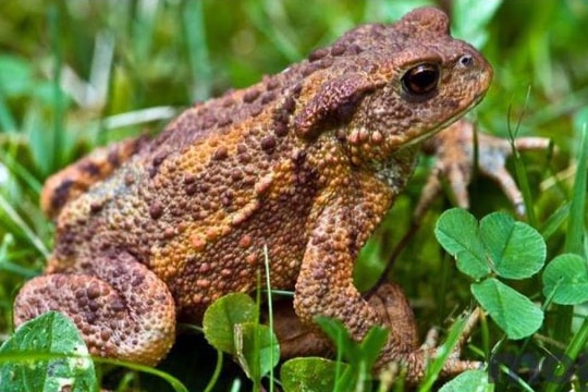 Cảnh báo nguy cơ tử vong do ngộ độc trứng cóc