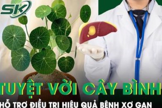 Bình vôi, vị thuốc hỗ trợ điều trị xơ gan