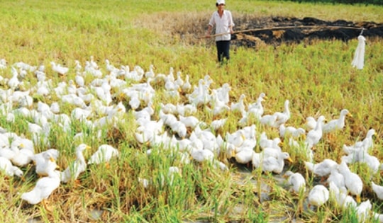 Khởi tố vụ án tổ tự quản thôn đánh chết hơn 100 con vịt của người dân