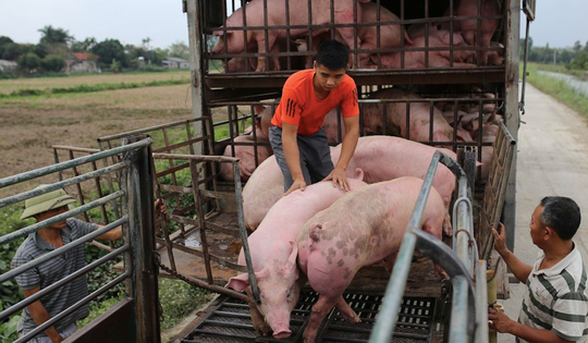 Vì sao xăng dầu, lợn hơi tăng giá từng ngày