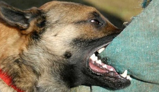 Liên tiếp các trường hợp tử vong do bệnh dại, phòng bệnh cách nào?
