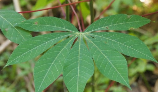 Loại lá vị chua chát của nhà nghèo giờ lên sàn thương mại điện tử đắt hàng như tôm tươi