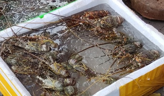 Sự thật về cua biển, tôm hùm siêu rẻ bày bán la liệt ở vỉa hè