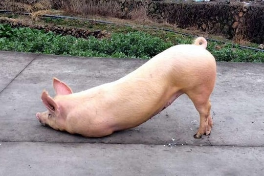 Giá heo hơi ngày 13/9/2022: Cả 3 miền đồng loạt giảm 2.000 đồng/kg