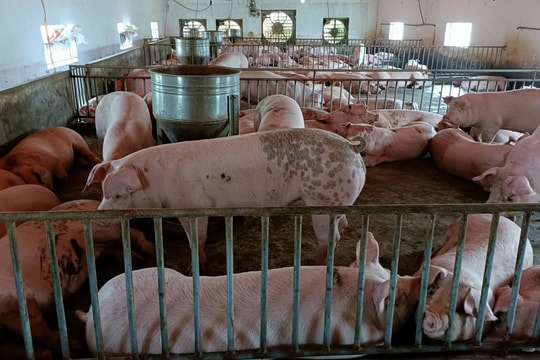 Giá heo hơi hôm nay dao động từ 58.000 - 68.000 đồng/kg