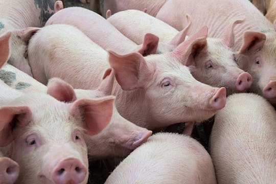 Giá heo hơi 20/9: Giá đi ngang ở cả ba miền