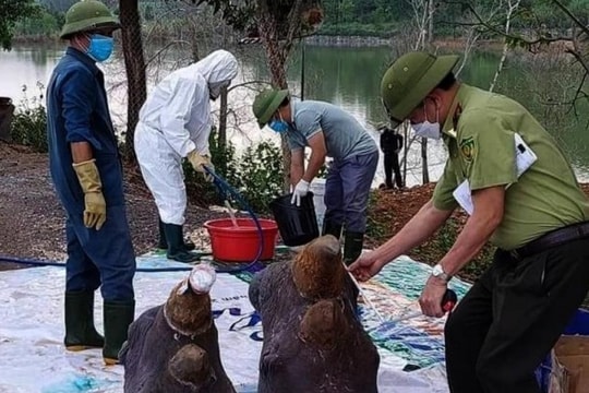 Nghệ An: Tiêu hủy một số bộ phận của 6 con tê giác chết bất thường