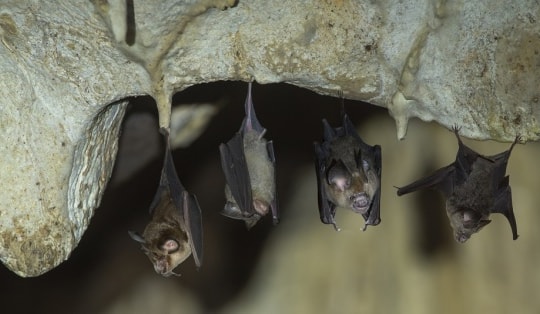 Mỹ phát hiện virus mới ở dơi kháng vaccine ngừa COVID-19