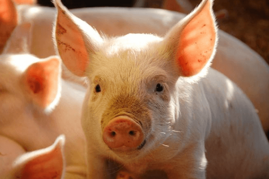 Giá heo hơi ngày 27/9: Dao động từ 55.000 - 62.000 đồng/kg