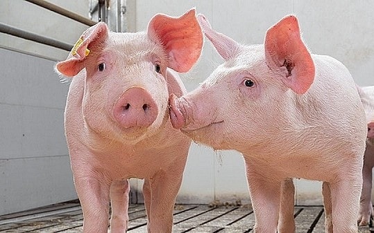 Giá heo hơi ngày 28/9 tiếp tục giảm nhẹ