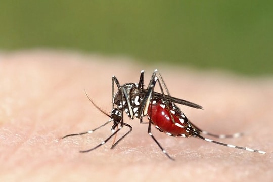 Đắk Lắk: Phát hiện 1 trường hợp mắc sốt rét do kí sinh trùng P. malariae