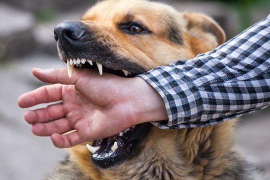 40 người tử vong vì bệnh dại kể từ đầu năm