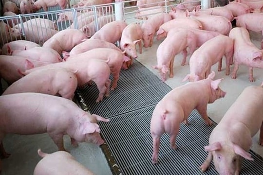 Giá heo hơi ngày 30/9: Cả ba miền đều giảm