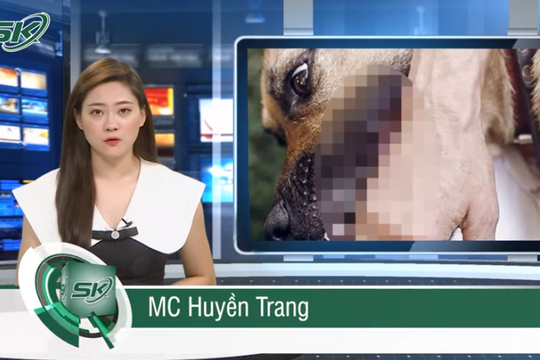 Hơn 40 người tử vong vì bệnh dại, Bộ Y tế cảnh báo nguy cơ bùng phát 