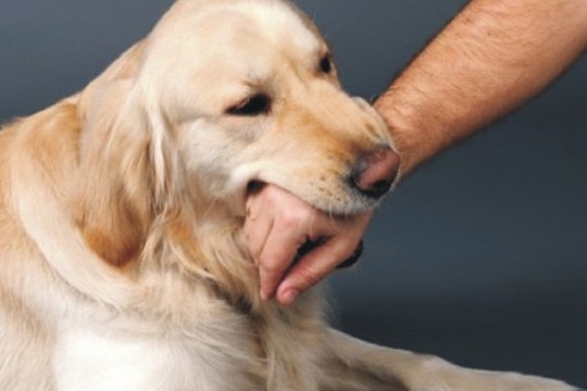 Bến Tre: Nguyên nhân để xảy ra các trường hợp tử vong do bệnh dại?