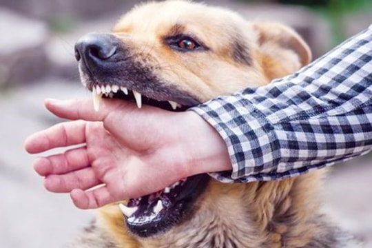 Đắk Lắk: Cảnh báo nguy cơ tử vong do bệnh dại gia tăng