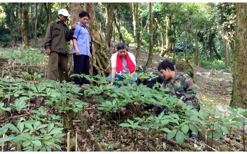 Quảng Nam: Xây dựng Đề án hình thành Trung tâm Công nghiệp dược liệu Quảng Nam