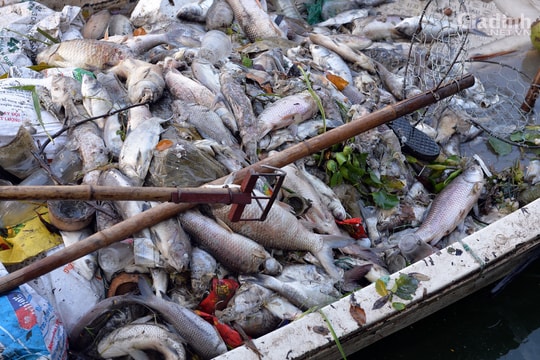 Hà Nội: Cá chết trắng ở Hồ Tây, cư dân chịu mùi hôi thối hơn 1 tuần qua