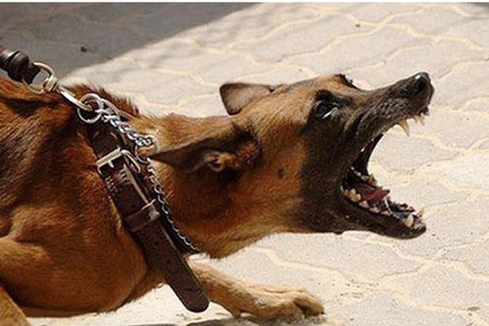 Cách nào để phòng bệnh dại tốt nhất?