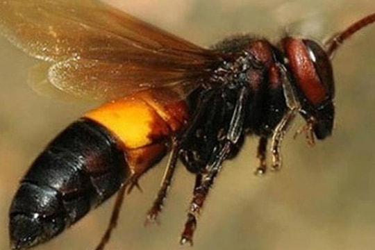 Liên tục các ca sốc phản vệ do bị ong đốt