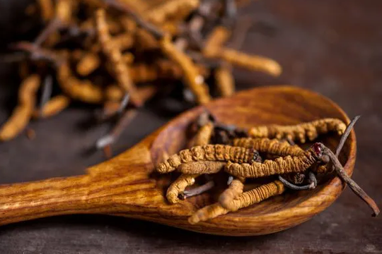 Công dụng tuyệt vời của Đông trùng hạ thảo