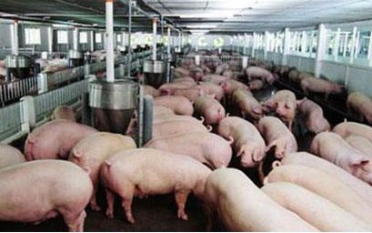 Giá heo ngày 8-10: Giảm nhẹ tại nhiều nơi