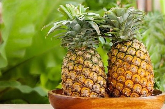 Phụ nữ mang thai có nên ăn dứa hay không?