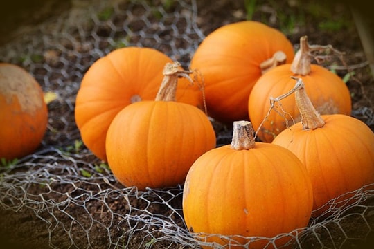 Tác dụng của việc ăn bí đỏ