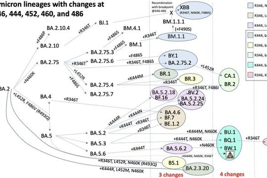 Sự phức tạp của các biến chủng COVID-19 mới