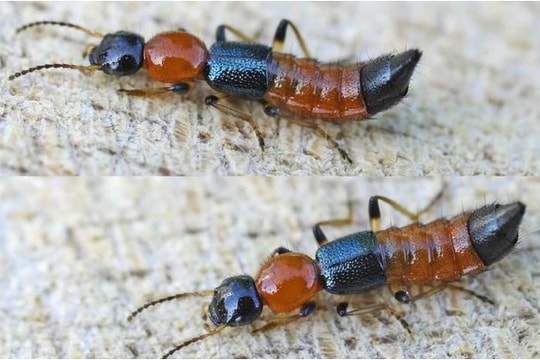 Sai lầm trong điều trị tổn thương do kiến ba khoang