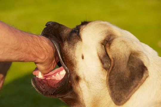 Điện Biên: Hai trường hợp tử vong do bị chó cắn