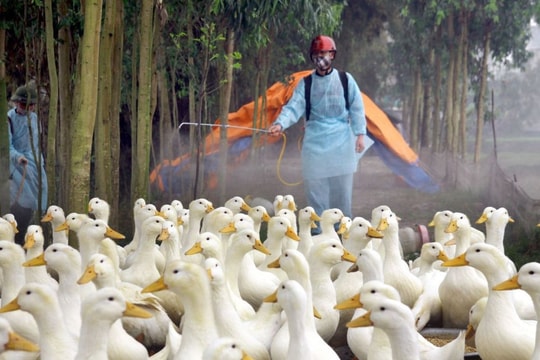 Bộ Y tế đề nghị Phú Thọ tăng cường chống cúm gia cầm sau vụ bé gái mắc cúm A(H5)