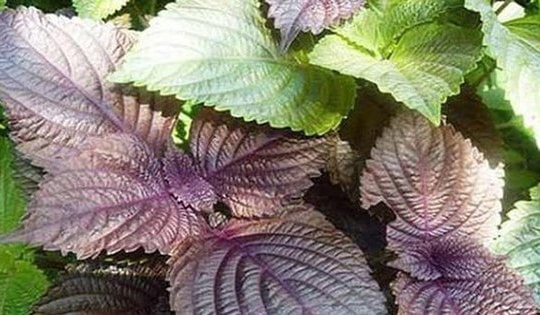 11 bài thuốc từ cây tía tô chữa bệnh thường gặp