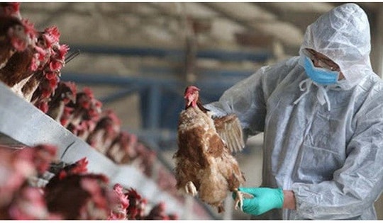 Tiềm ẩn nguy cơ lây nhiễm cúm gia cầm sang người, Bộ Y tế ra công văn khẩn