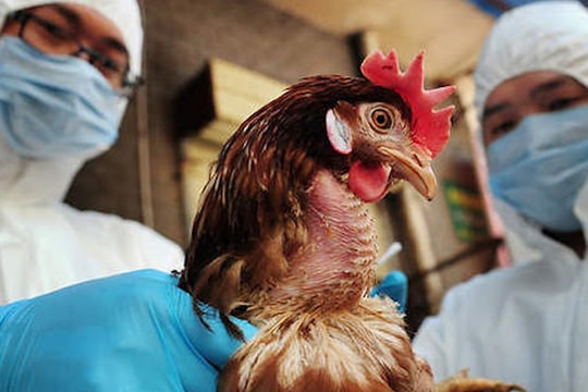 Cúm A/H5 lây sang người nguy hiểm như thế nào và cách phòng tránh