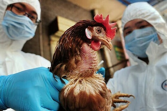 Bộ Y tế ra công văn khẩn đề nghị tăng cường phòng chống cúm gia cầm